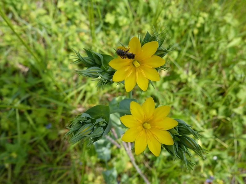 Centaurée jaune Blackstonia perfoliata